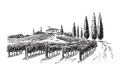 Wine plantation with hills and trees, hand drawn illustration