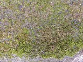 Top Down View of Mossy Grungy Concrete Surface
