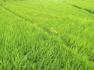 Vibrant Green Rice Paddy Field Texture