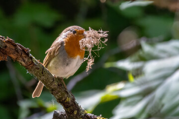 A European Robin (Erithacus rubecula)  breeding season