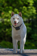 hokkaido dog sunny day