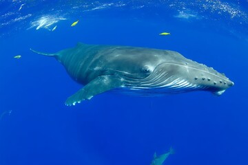 Humpback whale swimming in deep blue sea