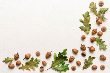Branch with green oak tree leaves and acorns on colored background, close up top view