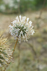 Echinops sphaerocephalus, Echinops sphaerocephalus known as Great Globe Thistle or Pale Globe Thistle, A summer plant in the wild in a meadow, Wild flower with thorns and spines bloomed