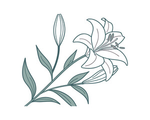 Elegant line art drawing of a white lily flower and bud