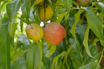 Fresh Ripe nectarine fruits on a tree branch with leaves closeup, A bunch of ripe nectarine, Ripe...