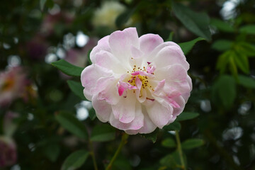 Rosa great maiden's blush pink white flower, Spring Flowering Soft pink white Flower Heads on an Old English Rose (Rosa 'Great Maiden's Blush) with leaves, Pink double Alba rose Maiden's Blush flowers