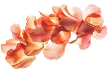 Beautiful rose petals scattered elegantly on a white surface creating a delicate texture