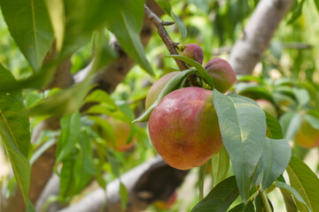 Fresh Ripe nectarine fruits on a tree branch with leaves closeup, A bunch of ripe nectarine, Ripe...