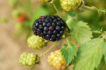 Natural food - fresh ripe blackberries in a garden. Bunch of ripe blackberry fruit - Rubus fruticosus - on branch with green leaves on a farm. Close-up, blurred background. Chakwal, Punjab, Pakistan