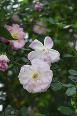 Rosa great maiden's blush pink white flower, Spring Flowering Soft pink white Flower Heads on an Old English Rose (Rosa 'Great Maiden's Blush) with leaves, Pink double Alba rose Maiden's Blush flowers