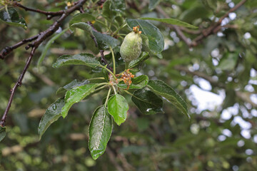Small green apple on tree with wet leaves after treatment. Water drops visible on surface. Ideal for illustrating fruit care, orchard management or weather concept.