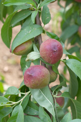 Fresh Ripe nectarine fruits on a tree branch with leaves closeup, A bunch of ripe nectarine, Ripe delicious fruit nectarine on the tree, Ripe sweet nectarines fruits grow on a nectarine tree branch