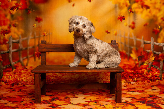 Curly-haired dog sitting on bench in autumn leaves