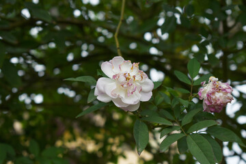 Fototapeta premium Rosa great maiden's blush pink white flower, Spring Flowering Soft pink white Flower Heads on an Old English Rose (Rosa 'Great Maiden's Blush) with leaves, Pink double Alba rose Maiden's Blush flowers