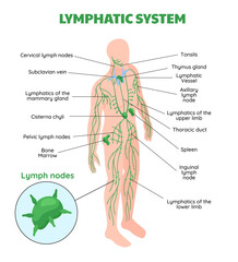 Lymphatic System Isometric Composition with nodes