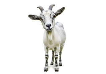 Fototapeta premium A curious goat with expressive eyes, standing elegantly