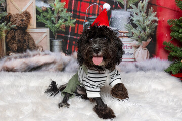 Festive dog in Christmas sweater and Santa hat