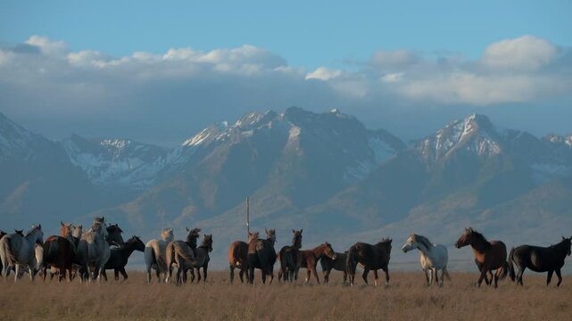 A herd of wild horses leave the field. Horses go near the mighty snow-capped mountains. Beautiful steppe autumn landscape with wild horses in the field. Mountain range of Mongolia. Slow motion