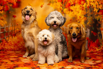 Dogs in autumn leaves