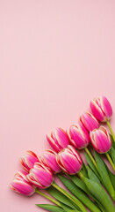 Pink Tulips Arranged on Pink Background with Space