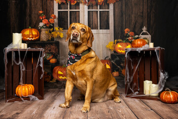 Dog sitting in festive Halloween studio