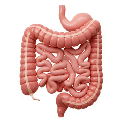 Illustration of human intestines anatomy on white background