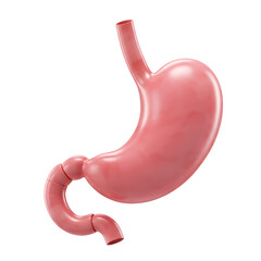 3D illustration of human stomach anatomy