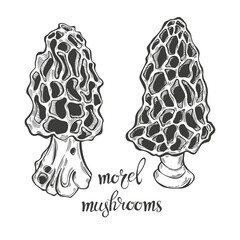 Morel mushrooms. Hand drawn isolated vector illustrations. Line art. For packaging design, advertising, menus, magazines, recipes.
