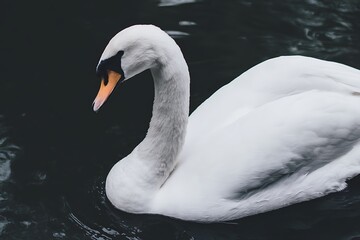 Elegant swan gliding on dark water