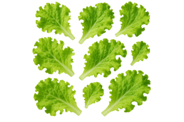 Fresh green lettuce leaves isolated on transparent background