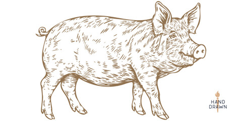 Pork, pig, hog. Hand drawn. Vintage retro print, black white pig head, pork drawing, engrave old school style. Sketch artwork ink pencil style drawing. Butchery, pork pig farm. Vector Illustration
