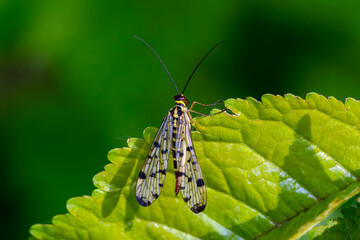 Eine Deutsche Skorpionsfliege in der Draufsicht auf einem grünen Blatt sitzend