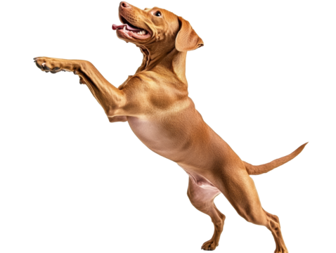 Isolated Vizsla Dog Standing on Hind Legs
