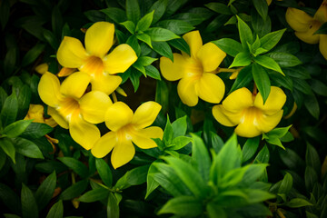 Yellow  flower