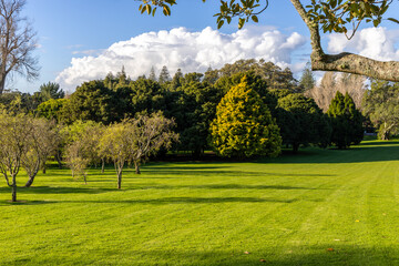 Lush green landscape with trees under a sunny sky in Cornwall Park, Auckland
