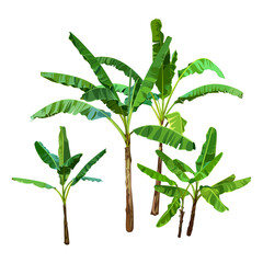 Green Banana Palm Trees isolated on a white background. Desert and tropical houseplants. 
