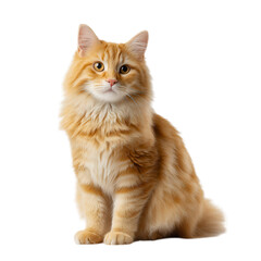 Obraz premium Orange longhair cat sitting isolated on transparent background
