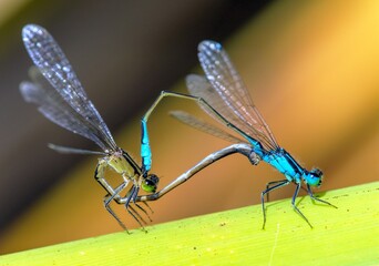 Blue dragonfly Enallagma cyathigerum