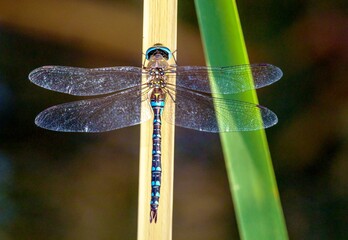 Migrant hawker dragonfly in latin Aeshna mixta