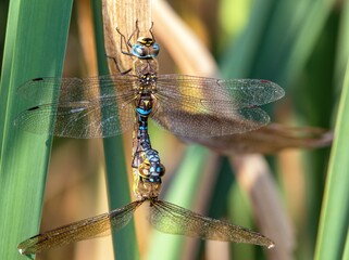 Migrant hawker dragonfly in latin Aeshna mixta
