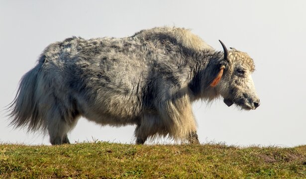 Yak or dzo grey colored, Bos mutus grunniens