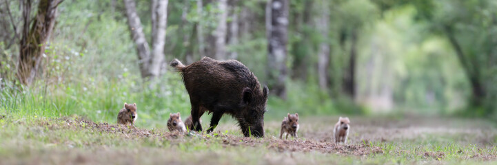 Female Wild boar "wild sow" eating and walking with her striped piglets who are playing and running in a forest path. Sus scrofa, Sologne, Loiret 45, région Centre Val de Loire, France, Europe © Nature Emotion