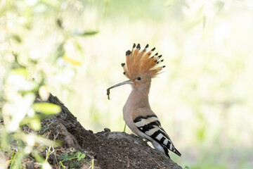 Eurasian Hoopoe Bringing Prey to Nest in Olive Tree Trunk   © vinx83