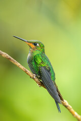 Green-crowned Brilliant (Heliodoxa jacula) in Costa Rica