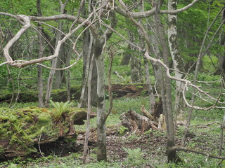 Fototapeta premium 鬱蒼としているウサクマイ遺跡群