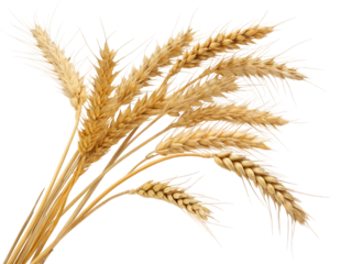 Close-Up of Wheat Stalks Isolated on transparent background, Isolated Png file, Cut-out, Isolate Png, No Background, Isolated object