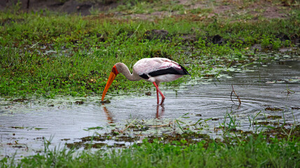 Yelow billed stork fishing in the Okavange delta