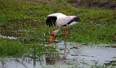Yelow billed stork fishing in the Okavange delta