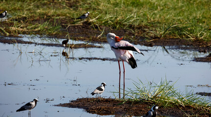 Yelow billed stork fishing in the Okavange delta